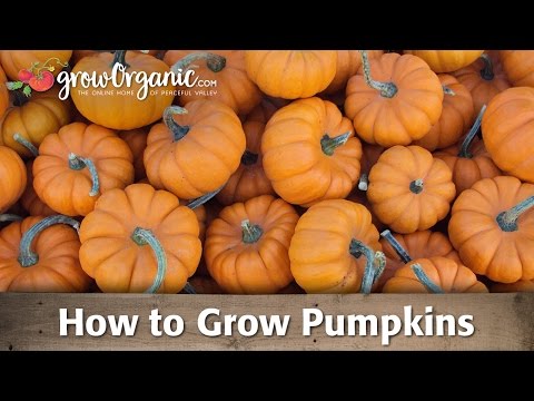 , title : 'How to Grow Pumpkins'