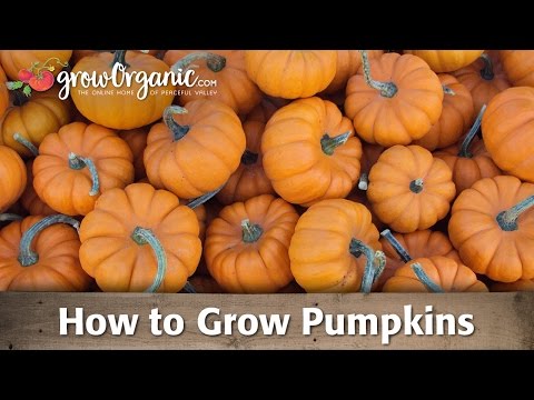 download lagu mp3 mp4 How To Grow Pumpkins, download lagu How To Grow Pumpkins gratis, unduh video klip How To Grow Pumpkins