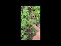 Chui Mui Plant Touch Sensitive Plant Touch Me Not Plant