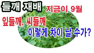 들깨 재배. 지금이 9월, 잎들깨, 씨들깨 이렇게 차이 날 수가?(잎 들깨 이용, 종실 들깨 이용, 들깨 심…