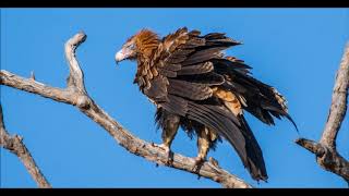 When a couple of tour operators head bush for the weekend, it's all about scenery and wildlife! 
Lakefield and Iron Range National Park Far North Queensland