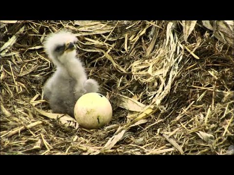 Decorah North Nest ~ Pip In Egg #2 ~ Movement Seen Inside Shell 5.20.18