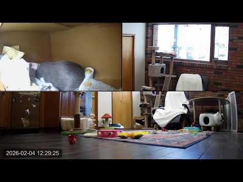 Kitten Academy Live Stream