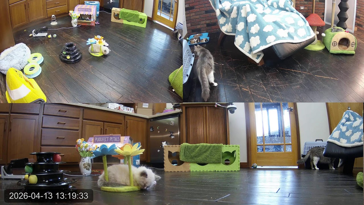 Kitten Academy Live Stream