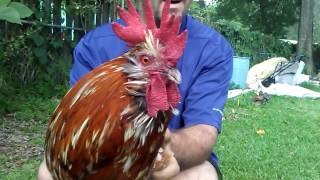 ANGRY ROOSTER WRESTLES BROTHER!