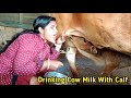 Drinking Fresh Cow Milk With A Calf Cow Milking By Hand New Vlog