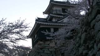preview picture of video '桜・浜松城（出世城）2,Sakura,Hamamatsu-castle,Japan'