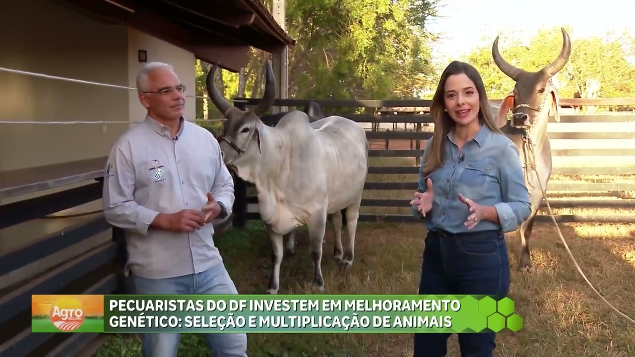Pecuaristas do DF investem em melhoramento genético para ter carne de qualidade   Agro Record DF