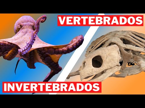 O QUE SÃO ANIMAIS VERTEBRADOS E INVERTEBRADOS | MUNDO ANIMAL SELVAGEM