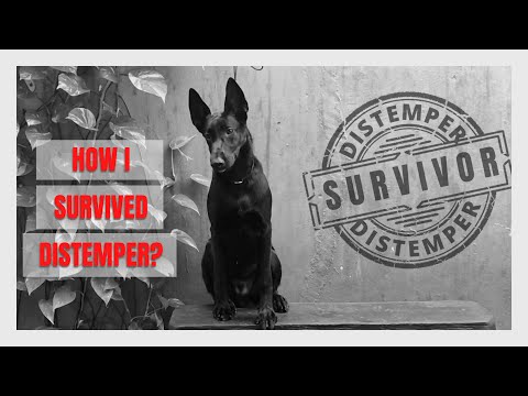 How I survived Distemper. - Zion a belgian malinois is a distemper survivor
