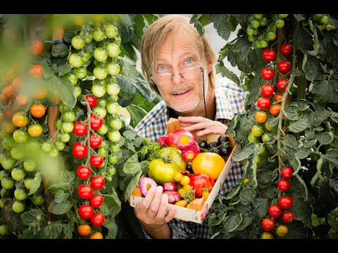 Tomtoffel - überraschende Ernte!