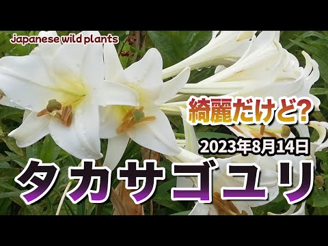 オオユリ 植物