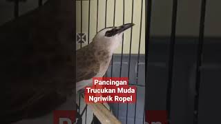 Download lagu Pancingan Suara Trucukan Muda Belajar Ngriwik Ropel Cocok Untuk Masteran Ombyokan mp3