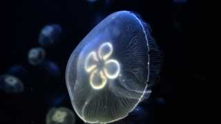 Medusa - Sea world Aquarium Crete -  Greece  (Cretaquarium)