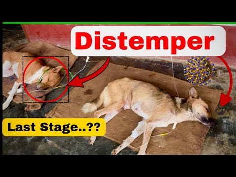 Canine Distemper Last Stage | Final Symptoms, Treatment, Survival Chances & Full Recovery Guide
