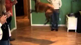 preview picture of video 'Jump Dancing Vizsla shows off his stuff'