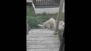 Dog stumbling up steps