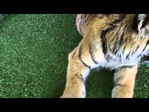 How tigers react to catnip !