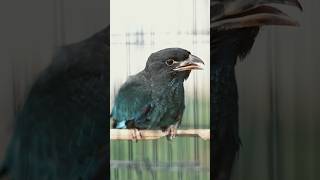 Download lagu TENGKEK BUTO, MASTERAN JUARA. #shorts mp3