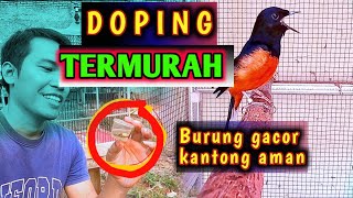 Download lagu MURAI BATU DOPING TO MAKE IT SING, Cheapest on earth and safe mp3