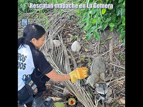 Rescatan mapache en La Gomera
