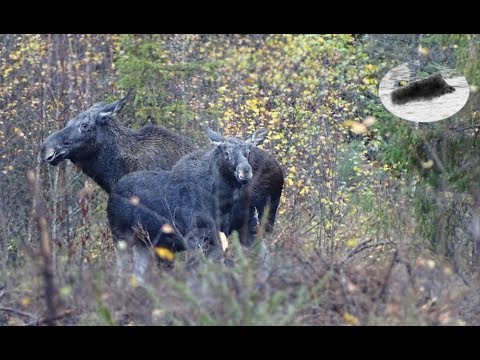 Moose hunting with dogs in Finland