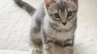 Kittens Busy