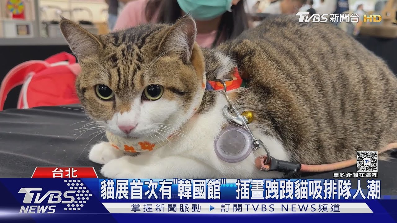 航空主題貓展登場!鏟屎官大賽掀熱潮 「貓咪專屬護照」超逼真