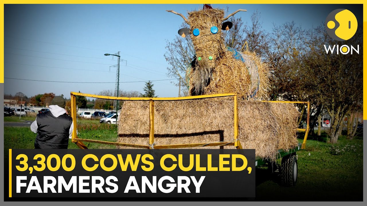 French Farmers Protest Mass Cow Culling Over Lumpy Skin Disease | WION
