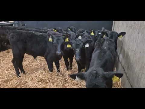 10 Proper Aberdeen Angus bull calves for sale - Image 2