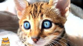 Девушка с кошачьими глазами. ЯжеКОТ! фото