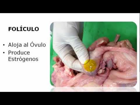 , title : 'INSEMINACIÓN ARTIFICIAL EB BOVINOS CURSO - Anatomía del Aparato Reproductor ll'