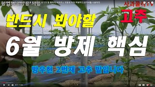 2021고추나무.대궁 굵다. 6월 주요핵심 안내.때깔 잘 내는법.칼슘 을 주목하라