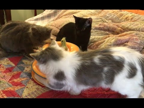 Kittens May Be Teething - Feral Kitten Socializations