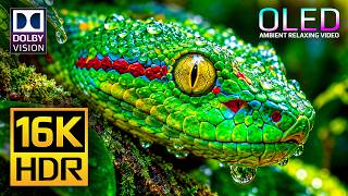 Ultimate OLED Display Test | 16K HDR 120 fps Dolby Vision | 4K Video •