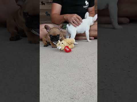 Video 1
