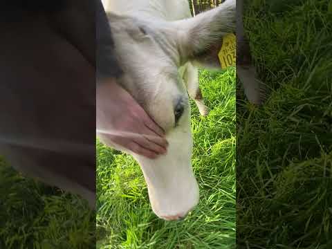 2 extremely quiet BBX In calf heifers - Image 2