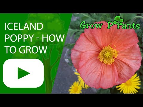 download lagu mp3 mp4 Papaver Wonderland Mix, download lagu Papaver Wonderland Mix gratis, unduh video klip Papaver Wonderland Mix