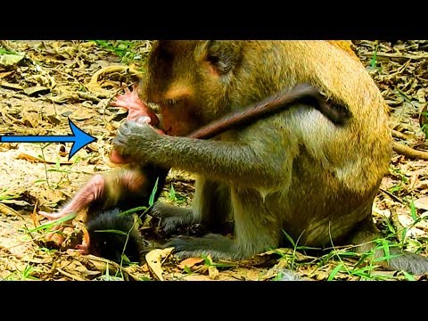 New Baby Cry and Cry Hard Cuz Mom Do Like This|So Poor, Pity New Born Baby Monkey Meet Mom Like That