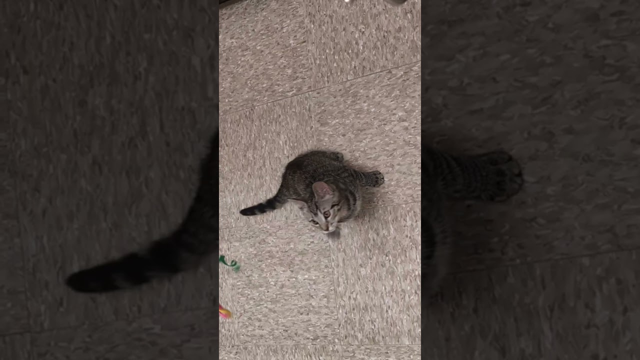 Enlarge Titania, a Adoptable mixed breed in Hagerstown, MD video 3/5