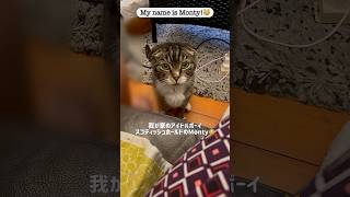 我が家のアイドル猫スコティッシュホールドのモンティです！