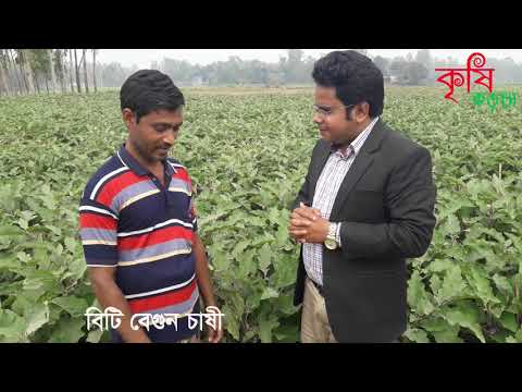 দুই বিঘা জমিতে এক মৌসুমে বিটি বেগুন চাষে আয় দুই লক্ষ টাকা (পর্ব-০১)