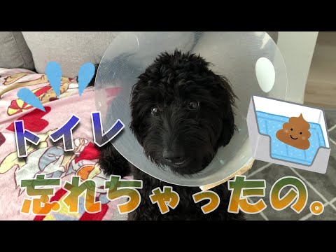 去勢手術後に犬がおしっこをしない:原因と対処法