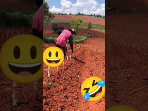 jeito diferente de plantar mandioca, será que dá certo deixe ? ative ? comenta