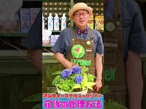 11月にアジサイを植えられますか