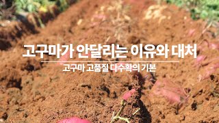 고구마가안달리는이유와 대처법