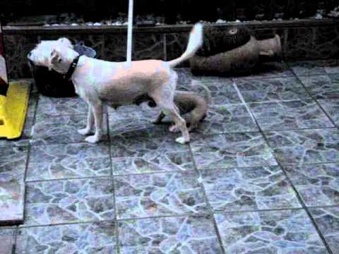 blanquita, catalina y cachorros