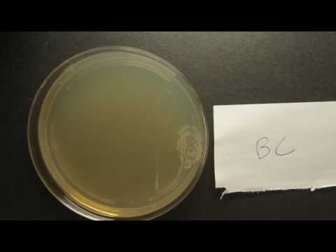 Bacillus cereus-TSA