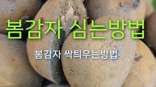 #봄감자심는방법 #봄감자싹틔우는 방법