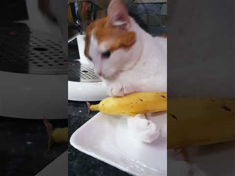 🐱My Big Cat Family - Jiulia #short #shortvideo #shortscatsvideos #cats #cat #cutecats